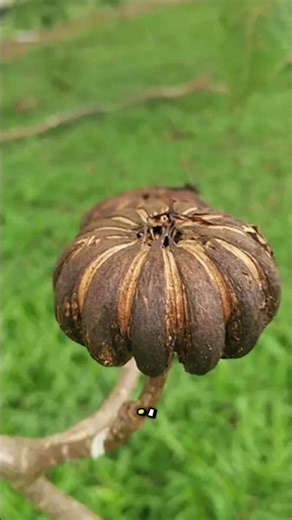 This Tree Explodes Like a Grenade! 💥🌳 #shorts 🤯 #nature