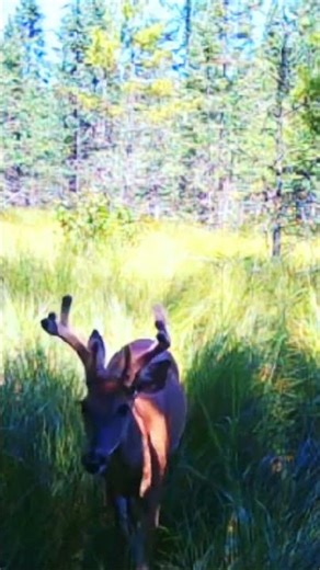 Summer Buck #Shorts #shortsviral #Deer #Buck #Wildlife