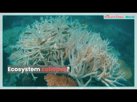 Scientists fear Great Barrier Reef ecosystem collapse amid El Niño
