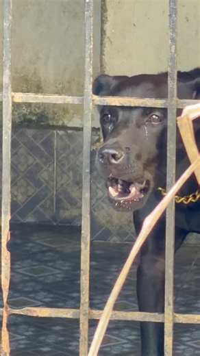 Epic dog barking sounds #animals #pawsn #dogtalk #barkingbliss #petsempire #funny #cute #dogsworld