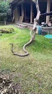 11-Ft King Cobra Dragged From Under Bed In Dramatic Capture #shorts
