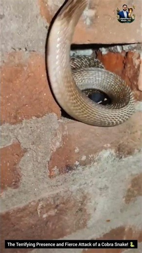 The Terrifying Presence and Fierce Attack of a Cobra Snake! 🐍#CobraSnake #SnakeAttack