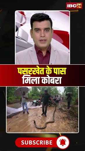 पसरखेत के पास मिला कोबरा #korba #kobra #snakevideo #youtubeshorts #shorts #shortsvideo #viralshorts