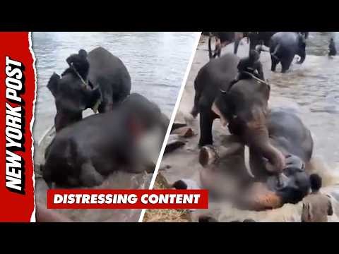 Horrifying Moment Brawling Elephants Crush Tourist to Death as Husband Desperately Tries to Save Her