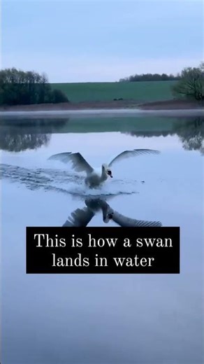 Swan's Elegant Landing 🦢