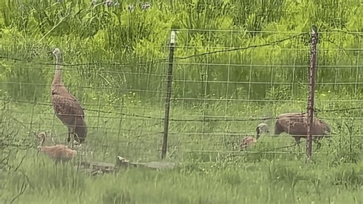 Family of sandhill cranes spotted in Plainfield