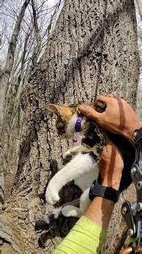 Missing Cat Found Crying In Tree Behind Her Own Home After 3 Weeks | The Dodo