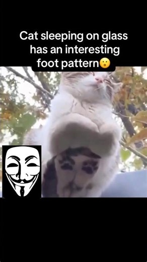This cat is with Anonymous😳 #fyp #viral #animals #cats #cat #anonymous #cute #fypシ #shorts #lol #yt