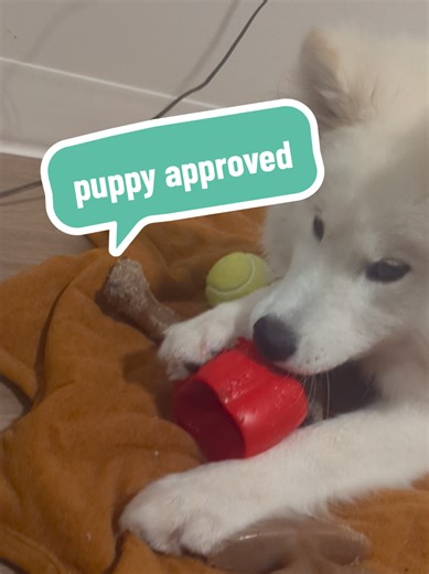 Samoyed puppy approved this toy has been put to the test ! #samoyed #samoyedpuppy #samoyedsoftiktok #dogtoy #puppytoy