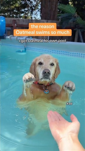 #ad The reason Oatmeal swims so much