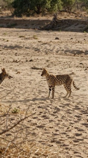 Mid-Air Intercept: Serval Leaps Into Charging Jackal in Dusty Riverbed