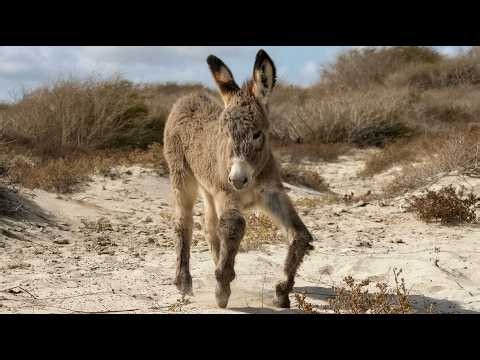 Injured Wild Baby Donkey Found Alone on the Road – Then Something Beautiful Happened