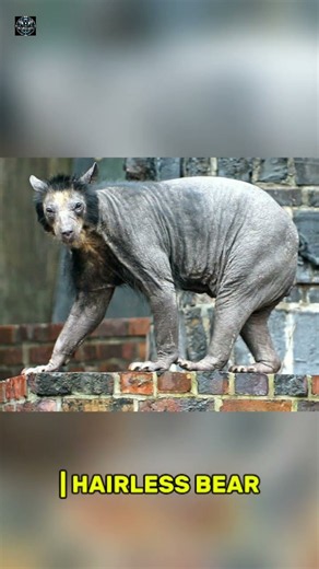 Aise Janwar Jo Bina Balon Ke Ajeeb Dikhte Hain 🤔😱 | #animals #animal #hairless #hair #hairstyle