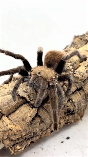 Native Texas tarantula