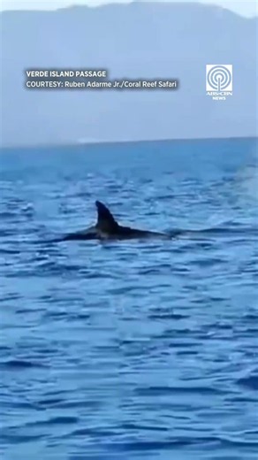 Orca namataan sa Verde Island Passage