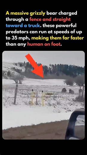 A Massive Grizzly Bear Charges Through a Fence! 🐻😱 #shorts