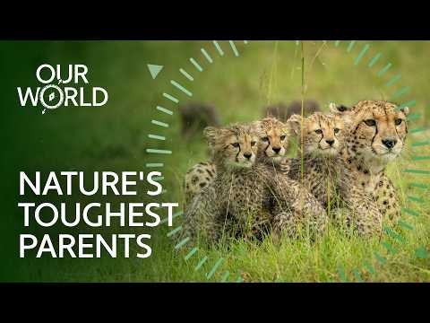 The Secret Lives of Wild Animal Families | Our World