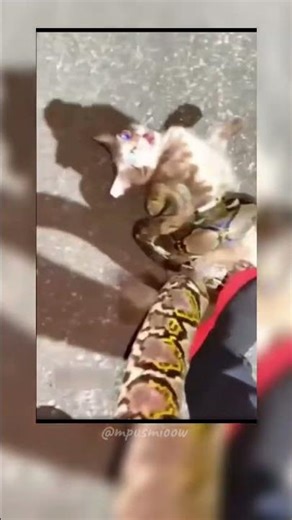 Last Second Rescue! Cat Saved From Giant Python 😱🐍 | You Won’t Believe This! #cat #kitten #cute