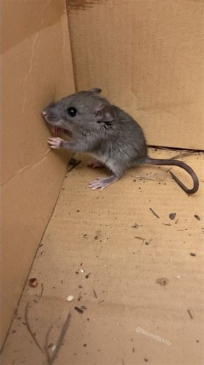 Brown Rat Sounds 🐀 Rat on a Secret Mission - You Won’t Believe What It’s After | Mouse Squeak Sounds