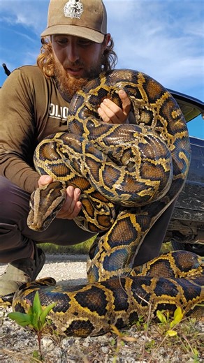 GIANT MALE BURMESE PYTHON!