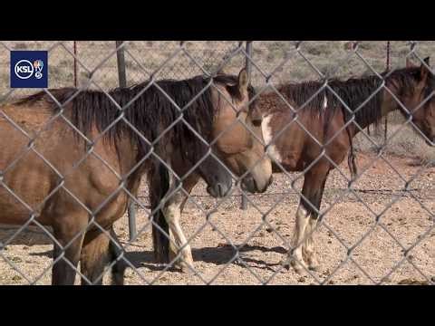 3 horses dead, 8 others malnourished in southern Utah