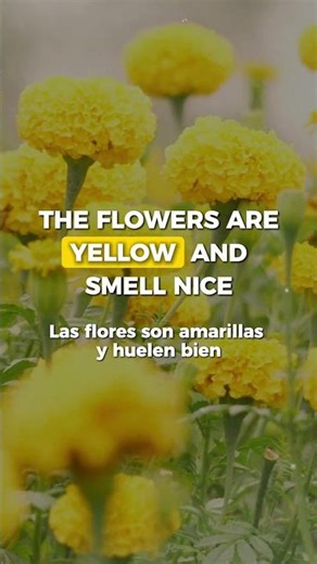 Inglés para principiantes (Frases comunes)