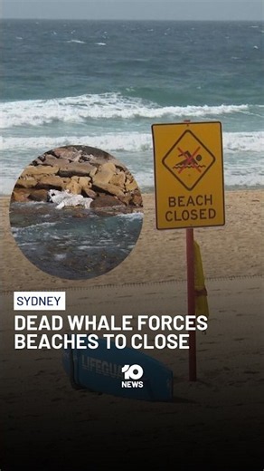 Dead Whale Sparks Shark Warning In Sydney | 10 News