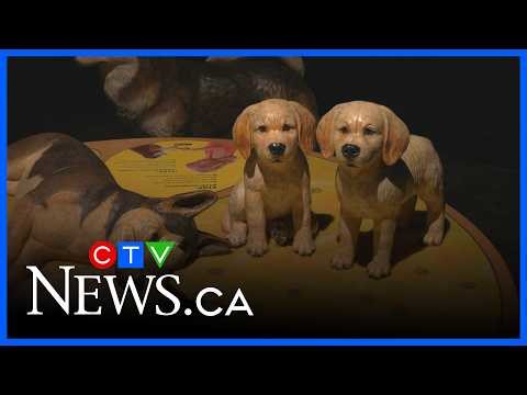 See the world of dogs with new exhibition