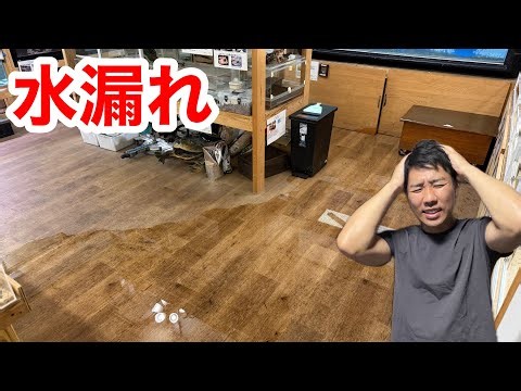 爬虫類館に２００Lの水をこぼしてしまいました