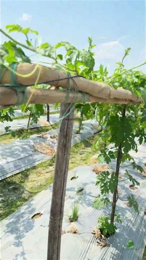 BASF numhems Amanshri #agriculture #viralshort #organic #farming #bittergourd #khetibadi #BASF