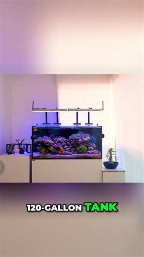 Best 120-Gallon Aquarium Tank Setup To Start With