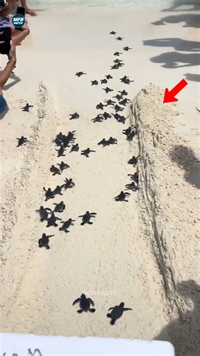 Never Save a Baby Turtle From This! 😱🐢
