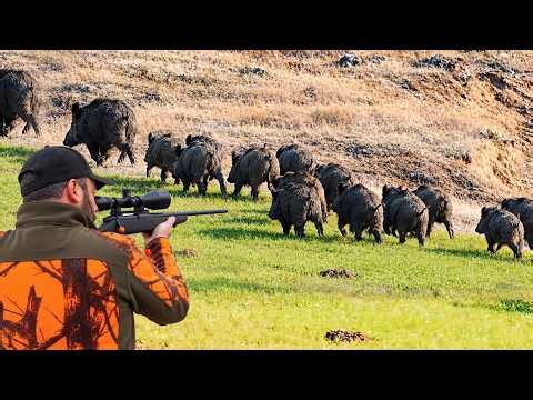 YÜKSEK ADRENALİN! Aksiyon dolu  muhteşem yaban domuzu avı