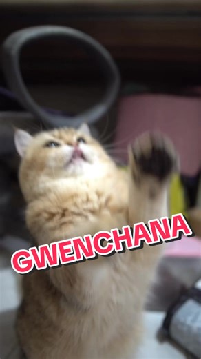 Malungkot ba si Mr Fluffy? Subukan ang toothbrush para sa pusa!