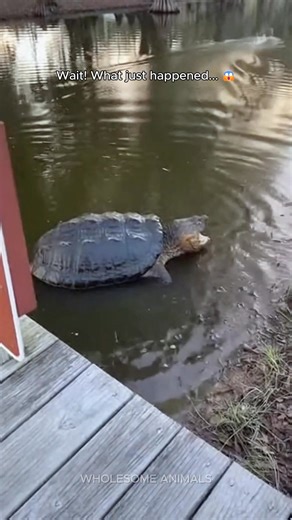 WAIT FOR IT… 😳🫣 What started as a chill afternoon near a swamp trail outside Baton Rouge, Louisiana turned into absolute chaos when a GIANT alligator snapping turtle exploded out of the water without warning. One second it was quiet… the next second jaws, water, panic, and a raccoon sprinting for its life. A stunned bystander nearly drops her phone as sirens echo faintly from a nearby highway and an American flag flaps behind her. Nature does not play fair in the Deep South. Ai-generated conte