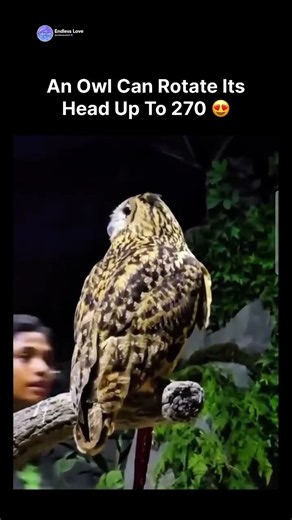 An Owl Can Rotate Its Head Up To 270 😍