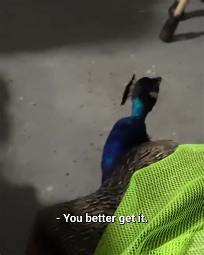 Invasive 15-Foot Python in Florida Pool! 🐍 | Zak Catch Em