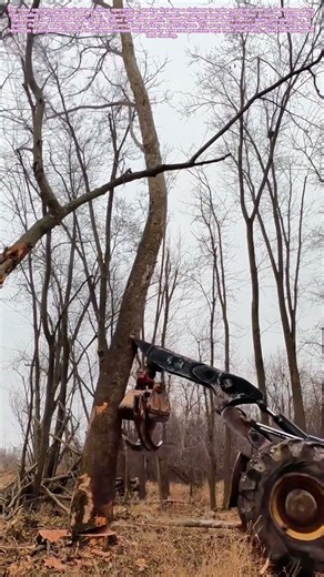 Felling the Giant: When Chainsaw Meets Controlled Collapse