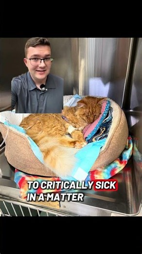 Deadly cat disease on the rise