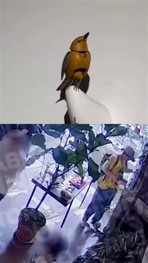 Kelly Clarkson bird feud CCTV footage released by podcast