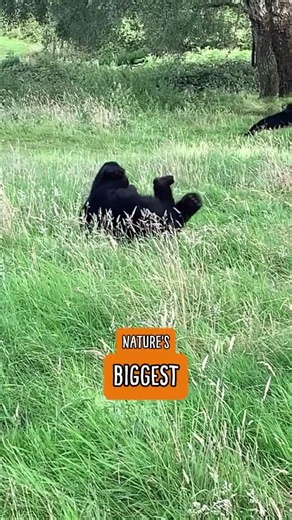 Black bears roll around in the water and grass at Woburn Safari Park in the UK