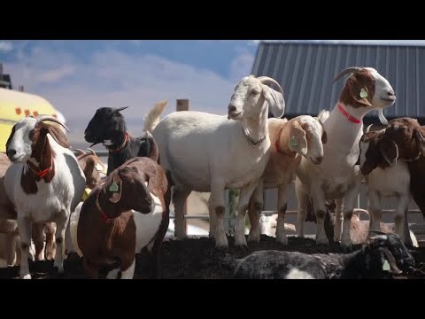 Montana goat market sees surging prices and high demand following a highly successful kidding season