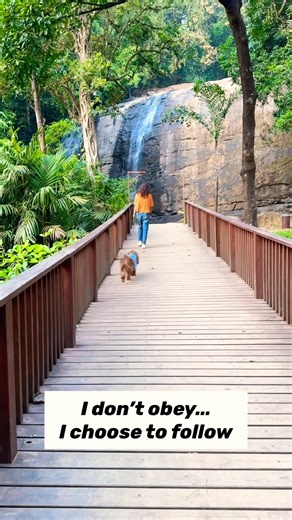 This is his world, I just live in it🐾🥰 #oakley #spaniel