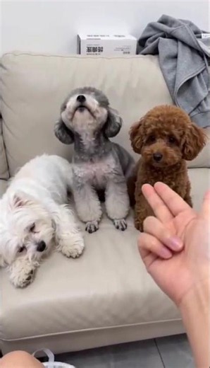 Playing shooting with dogs 😅😂