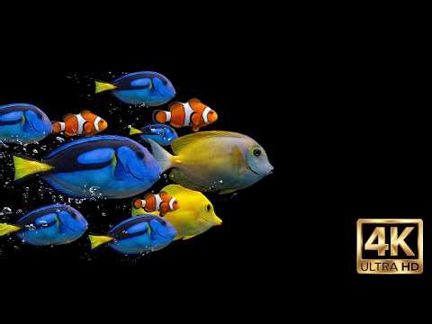 Tropical Fish in 4K – Relaxing Aquarium for Background TV