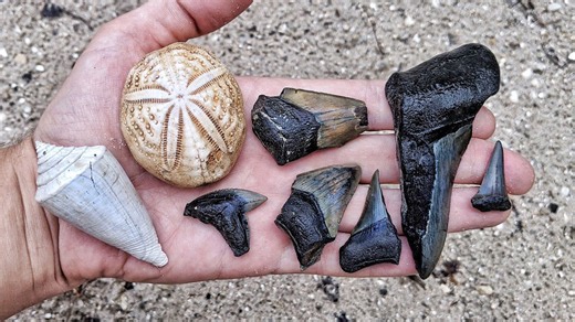 Hunting for megalodon shark teeth & fossil seashells on Florida dirt roads!