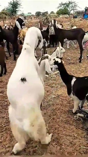 🐐 Amazing Goat Breeding Together ❤️ | Healthy Goat Farming 🌿 | Village Life