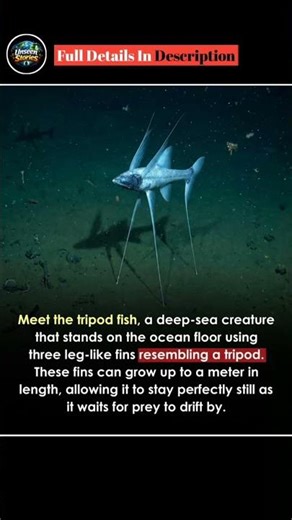 The Tripod Fish Looks Completely Alien 👽 #DeepSea #TripodFish #Ocean #CrazyFacts #MarineLife #Nature
