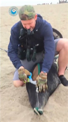 Entangled Seal Rescue Chaos #wildlife #wildliferescue #sealrescue #seal