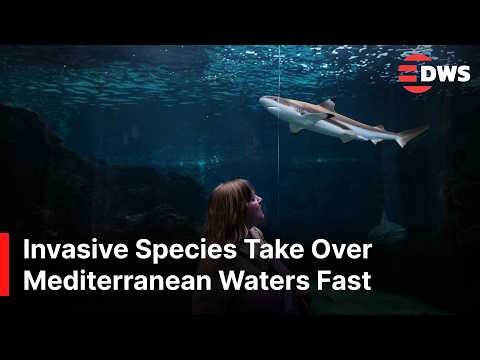 Alien Marine Species Take Over Mediterranean As Climate Crisis Deepens | DWS News | AL14
